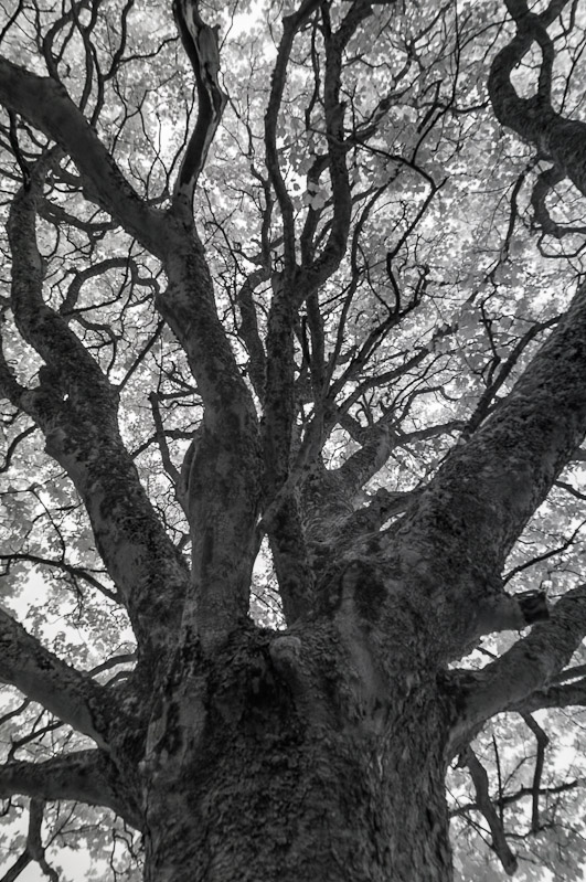 Tree in infrared