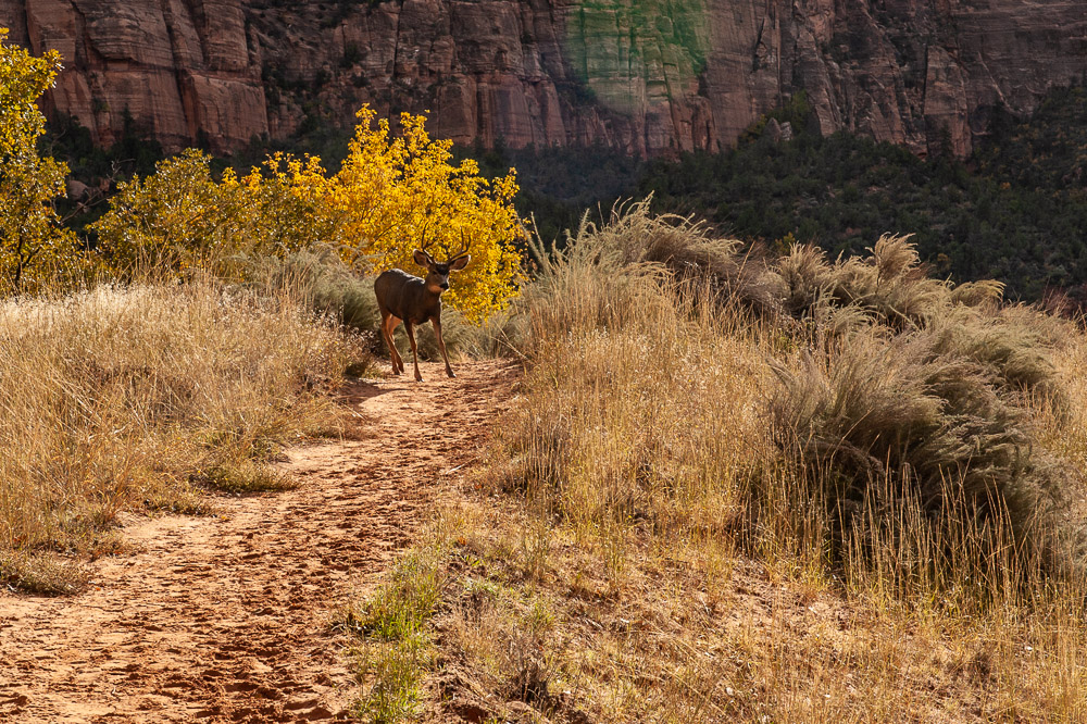 Zion National Park
