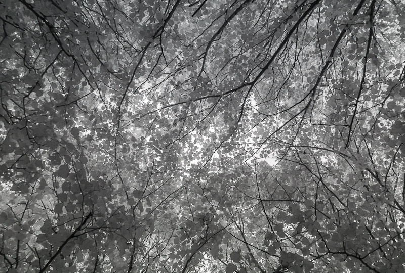 Trees in infrared