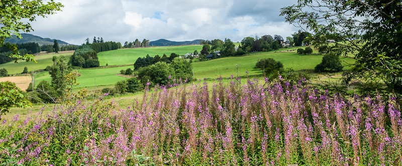 Pasture