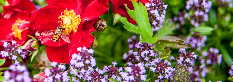 Bee on a flower